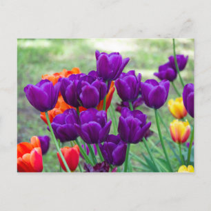 Dunkelviolette Tulpen  Foto Postkarte