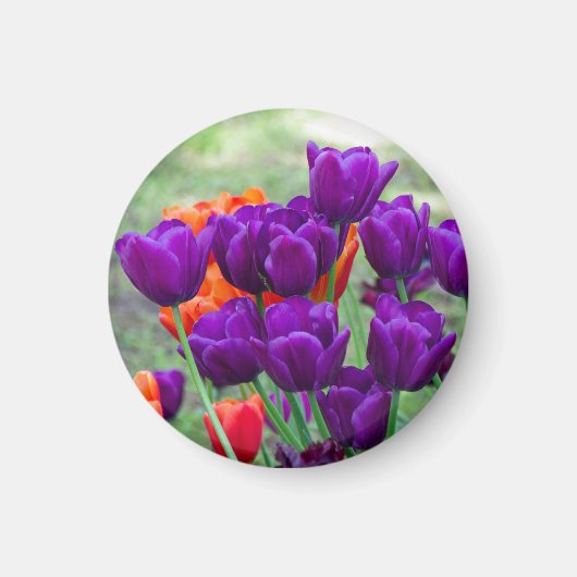 Dunkelviolette Tulpen Magnet (Vorne)