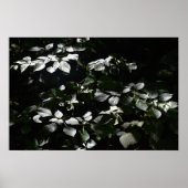 Dunkle Blätter Poster (Vorne)