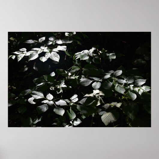 Dunkle Blätter Poster (Vorne)