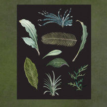 Dunkle botanische Pflanze Blätter auf schwarz