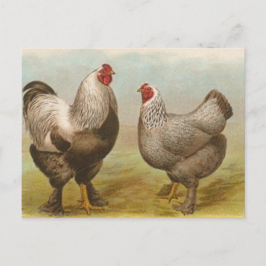 Dunkle Brahmas Postkarte (Vorderseite)