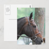 Dunkle-Bucht-Pferdepostkarte Postkarte (Vorne/Hinten)