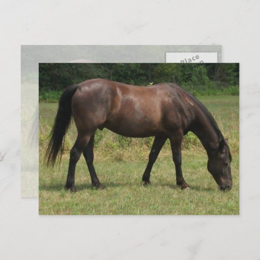 Dunkle Bucht Pferdeweiden im Grasfeld Postkarte (Vorne/Hinten)