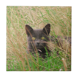 Dunkle graue Katze, die aus dem Gras herauspinkelt Fliese