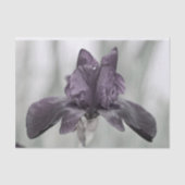 Dunkle Lila Iris-Blume für Decodge Seidenpapier (Vorderseite)