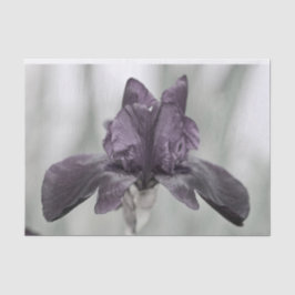 Dunkle Lila Iris-Blume für Decodge Seidenpapier