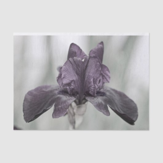 Dunkle Lila Iris-Blume für Decodge Seidenpapier (Vorderseite)