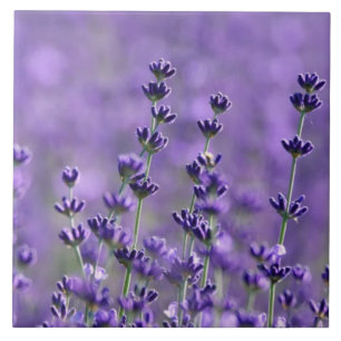 Dunkle Lila Lavendel-Blume Fliese