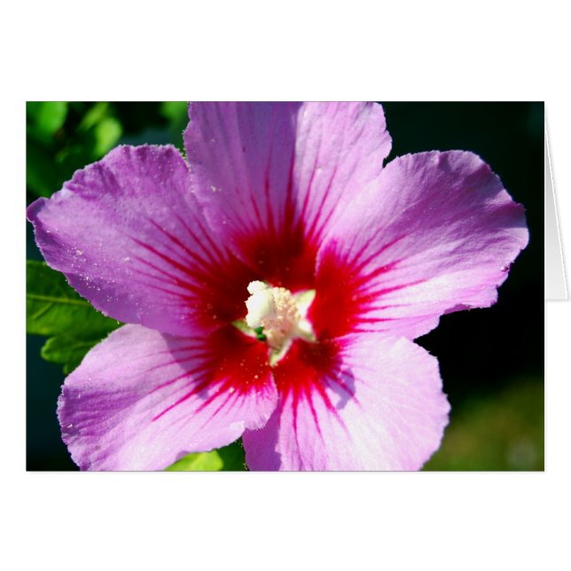 Dunkle lila Rose Sharons (Vorderseite (Horizontal))
