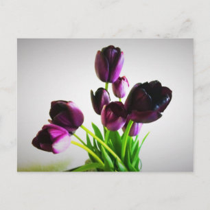 Dunkle Lila Tulips Postkarte