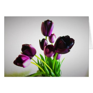 Dunkle lila Tulpen