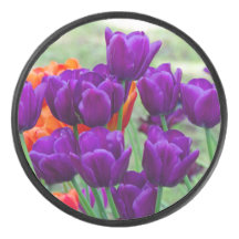 Dunkle lila Tulpen an einem sonnigen Tag im Garten