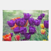 Dunkle lila Tulpen an einem sonnigen Tag im Garten