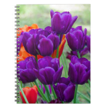 Dunkle lila Tulpen an einem sonnigen Tag im Garten