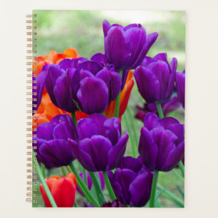 Dunkle lila Tulpen an einem sonnigen Tag im Garten Planer