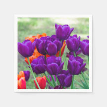 Dunkle lila Tulpen an einem sonnigen Tag im Garten