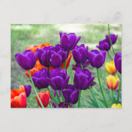 Dunkle lila Tulpen Foto Postkarte