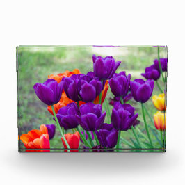 Dunkle lila Tulpen Fotoblock