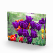 Dunkle lila Tulpen Fotoblock (Rechts)