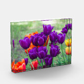 Dunkle lila Tulpen Fotoblock (Links)