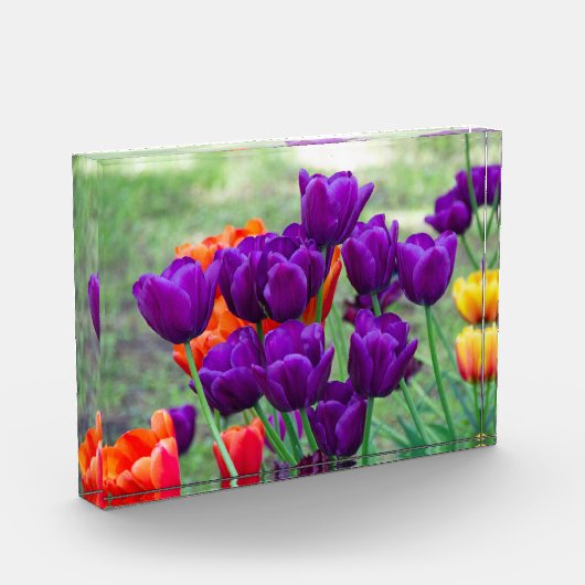 Dunkle lila Tulpen Fotoblock (Links)