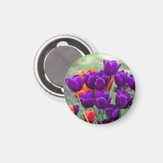 Dunkle lila Tulpen Magnet (Vorderseite/Rückseite)