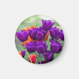 Dunkle lila Tulpen Magnet