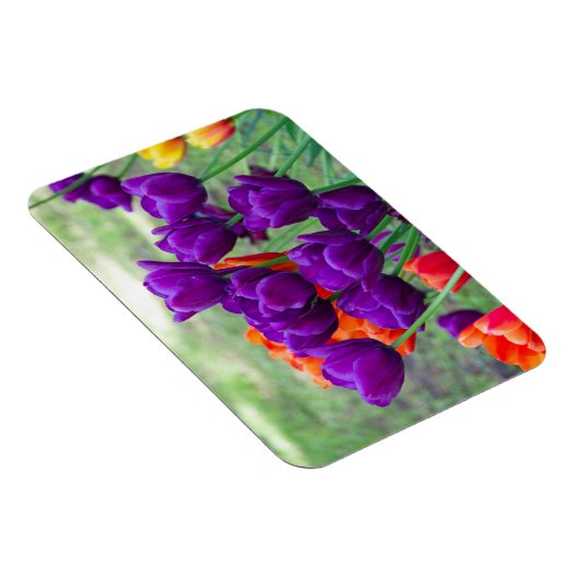 Dunkle lila Tulpen Magnet (Rechte Seite)