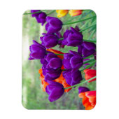 Dunkle lila Tulpen Magnet (Vertikal)