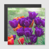 Dunkle lila Tulpen Magnetkarte (Vorne/Hinten)