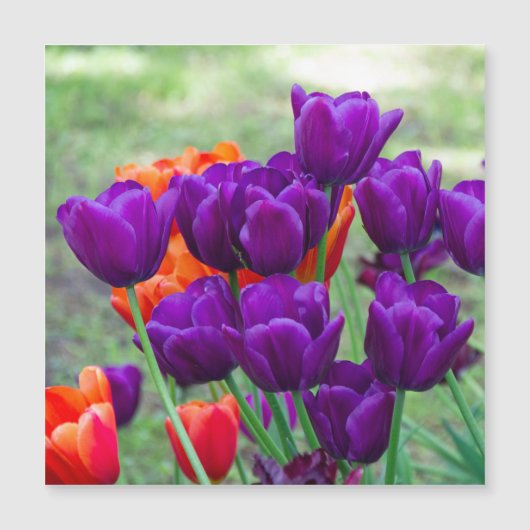 Dunkle lila Tulpen Magnetkarte (Vorderseite)