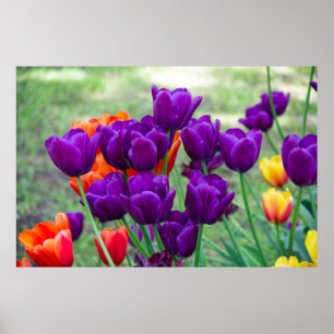 Dunkle lila Tulpen Poster