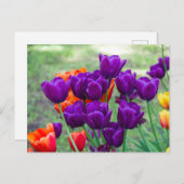 Dunkle lila Tulpen Postkarte (Vorne/Hinten)