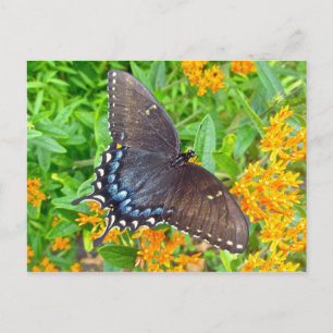 Dunkle Phase Tiger Frack Butterfly Items Postkarte