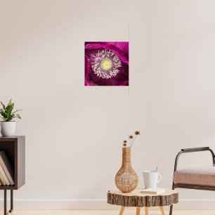 Dunkle Pink Oriental Mohn Blumen Poster