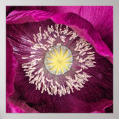 Dunkle Pink Oriental Mohn Blumen Poster (Vorne)