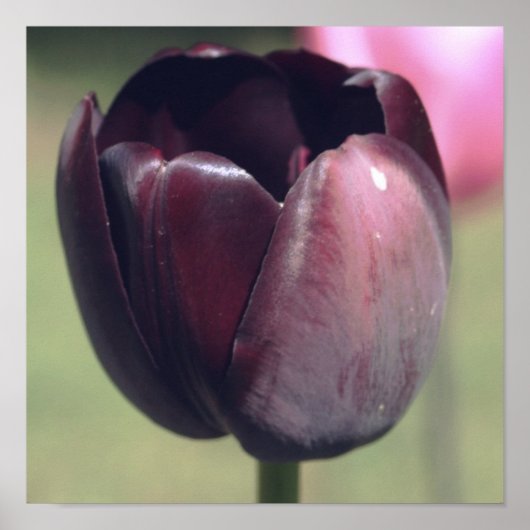 Dunkle Purpur Tulpenblüte Poster (Vorne)