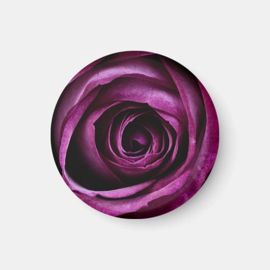Dunkle Purpurrose Nahaufnahme Magnet (Vorne)