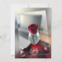 Dunkle rote Rose