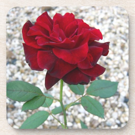 Dunkle Rote Rose Untersetzer (Vorderseite)