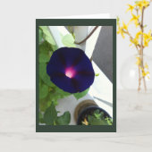Dunkle Samtige Morgen Glory Karte (Gelbe Blume)