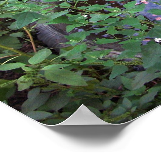 Dunkle Wünsche Poster (Ecke)