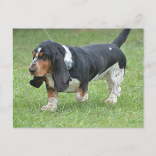Dunkler Basset-Hund Postkarte