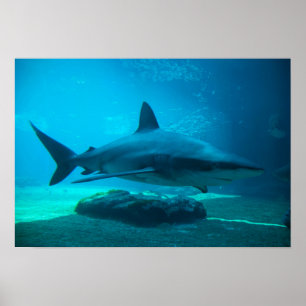 Dunkler Hai (Carcharhinus Obscurus), Ushaka Poster