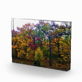 Dunkler Herbstwald Fotoblock (Rechts)