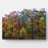 Dunkler Herbstwald Fotoplatte (Vorderseite)