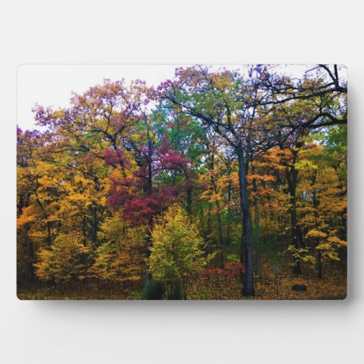 Dunkler Herbstwald Fotoplatte (Vorderseite)