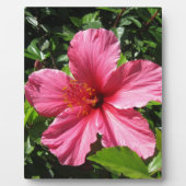 Dunkler rosa Hibiskus Fotoplatte (Vorderseite)