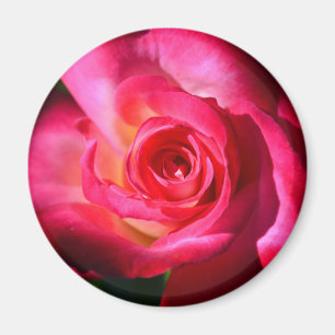 Dunkler rosa Rosen-Magnet Magnet